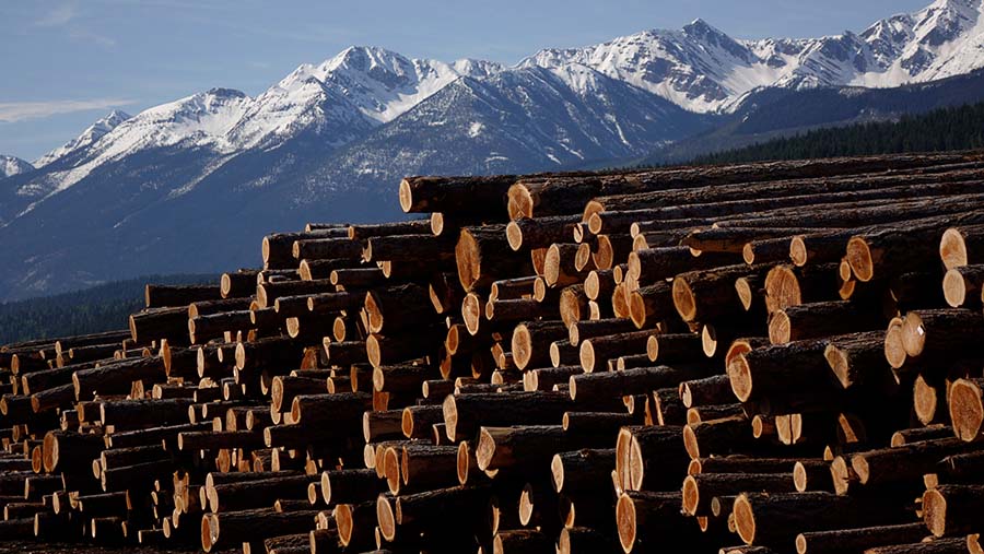 Lumber Tariffs in Canada: What They Mean for Consumers and Contractors