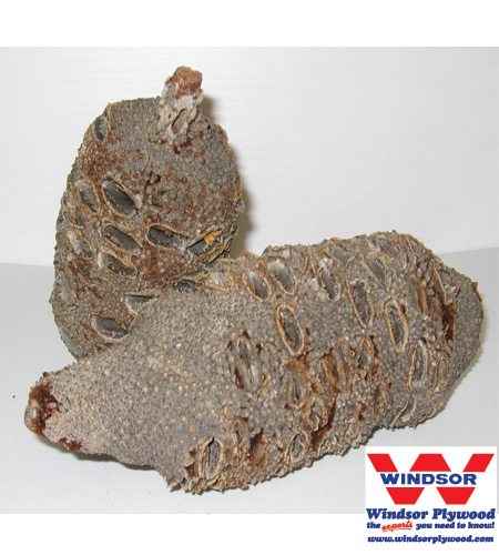 Banksia Pods Cone