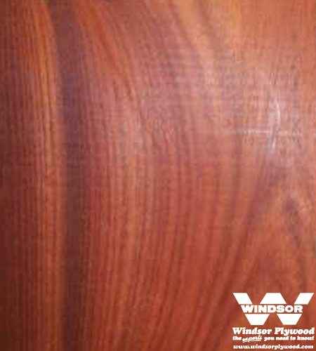 Bloodwood Hardwood Lumber