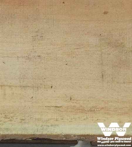 Fir Live Edge